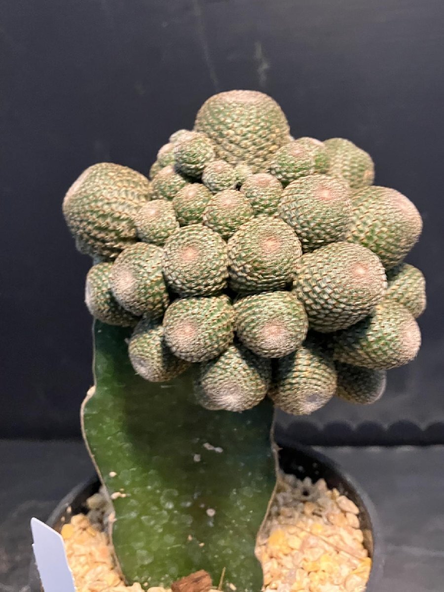 5570 「多肉植物W」レブチア ヘリオーサ 接ぎ木【Rebutia heliosa?発根?美株?サボテン?塊根植物】