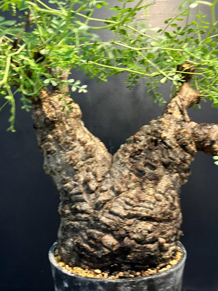 5577 「塊根植物」オペルクリカリア パキプス選抜株 植え【発根未確認(rèn)?Operculicarya pachypus?芽吹き?マダガスカル?丸株】