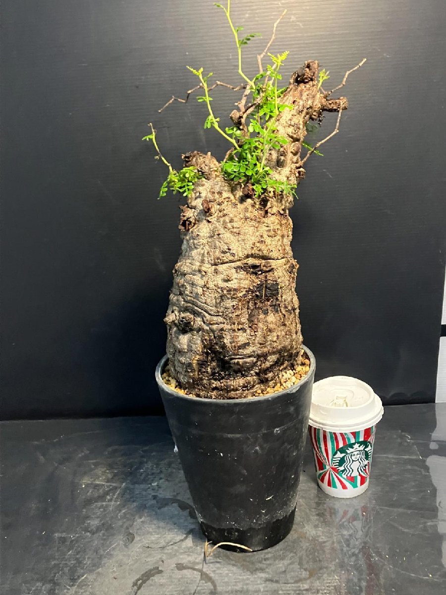 5576 「塊根植物」オペルクリカリア パキプス選抜株 植え【発根確認(rèn)済?Operculicarya pachypus?芽吹き?マダガスカル?丸株】