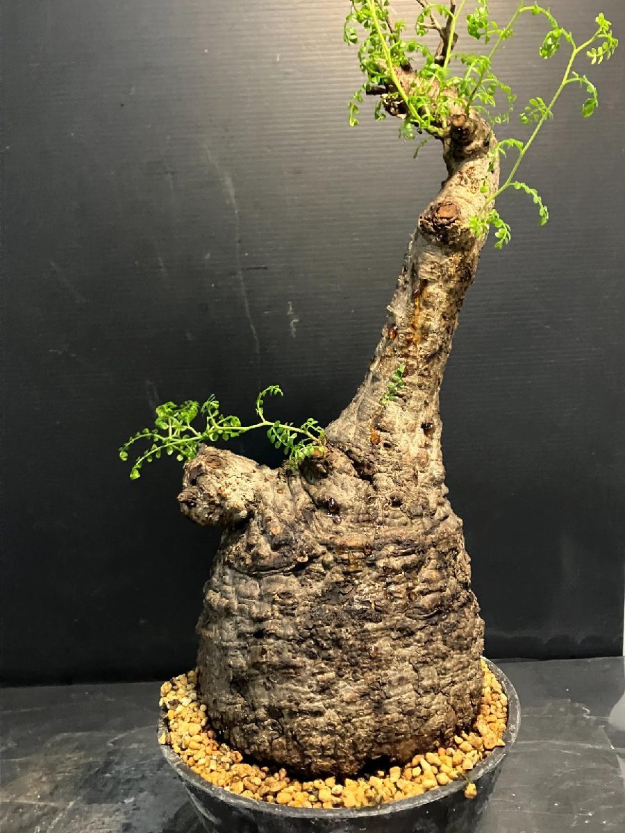 5579 「塊根植物」オペルクリカリア パキプス選抜株 植え【発根未確認(rèn)?Operculicarya pachypus?芽吹き?マダガスカル?丸株】