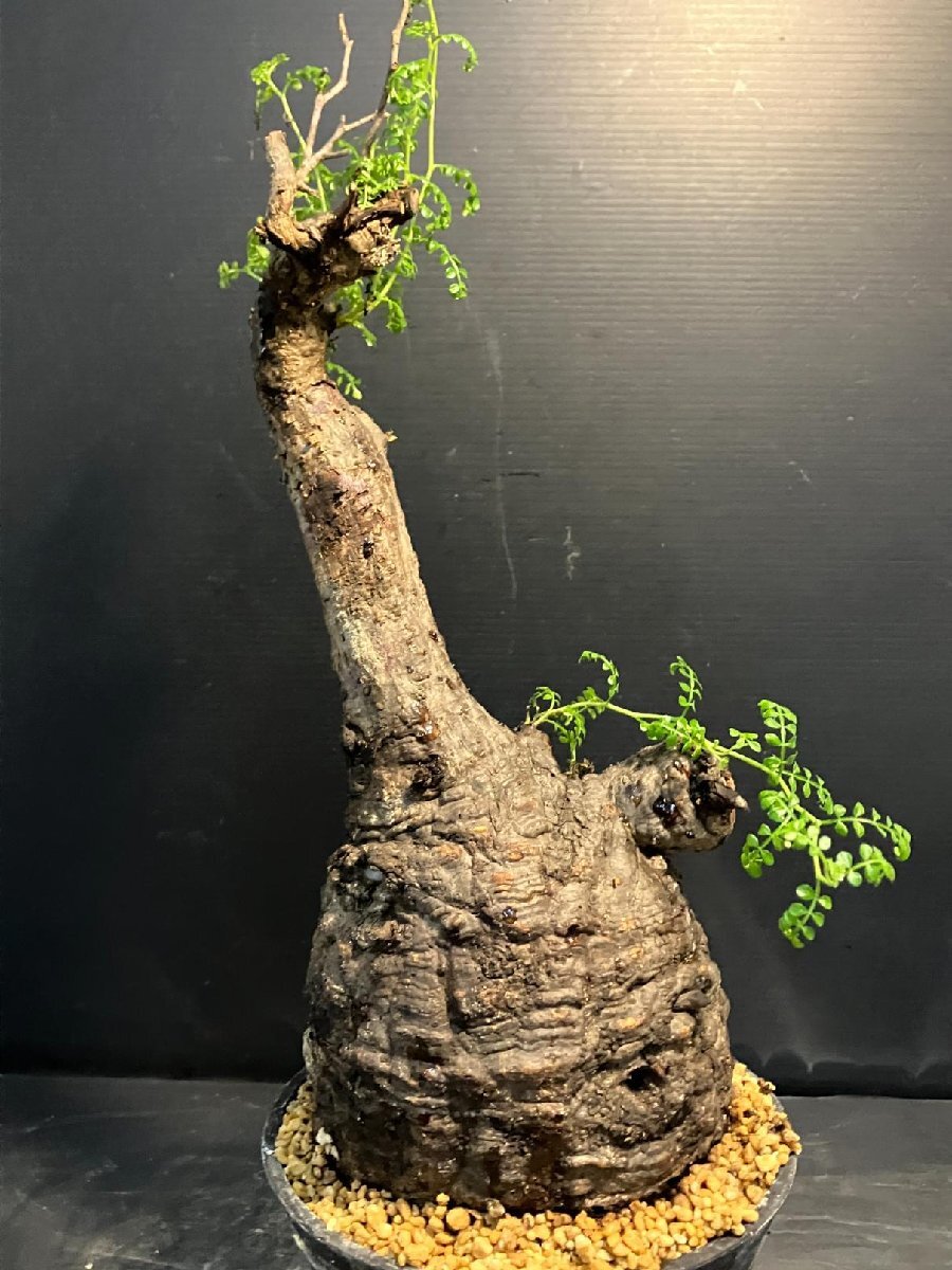 5579 「塊根植物」オペルクリカリア パキプス選抜株 植え【発根未確認(rèn)?Operculicarya pachypus?芽吹き?マダガスカル?丸株】