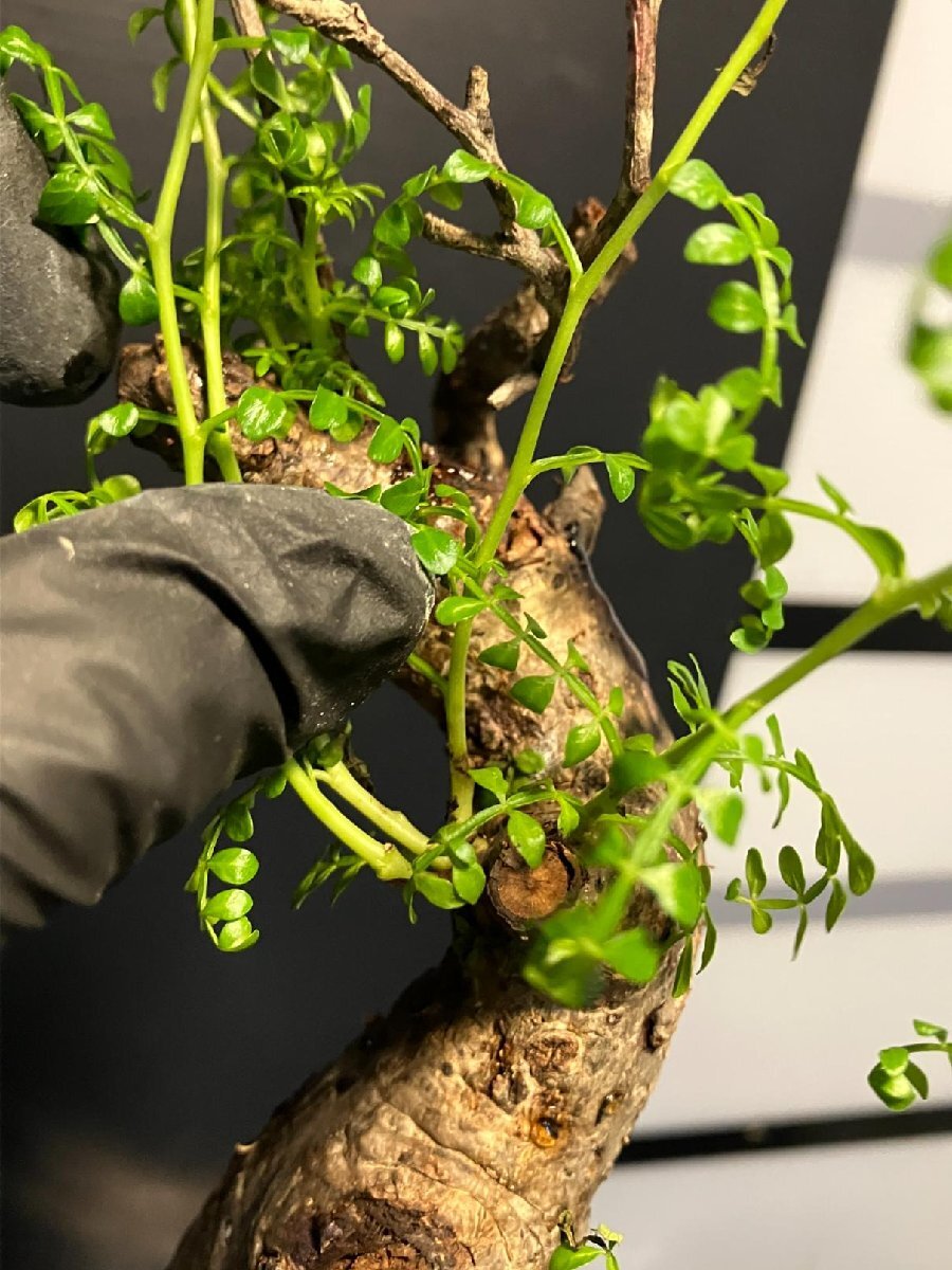 5579 「塊根植物」オペルクリカリア パキプス選抜株 植え【発根未確認(rèn)?Operculicarya pachypus?芽吹き?マダガスカル?丸株】