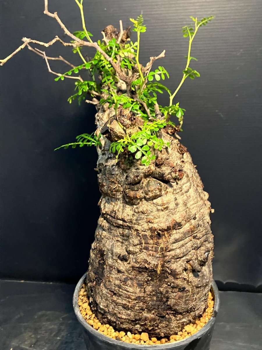 5576 「塊根植物」オペルクリカリア パキプス選抜株 植え【発根確認(rèn)済?Operculicarya pachypus?芽吹き?マダガスカル?丸株】