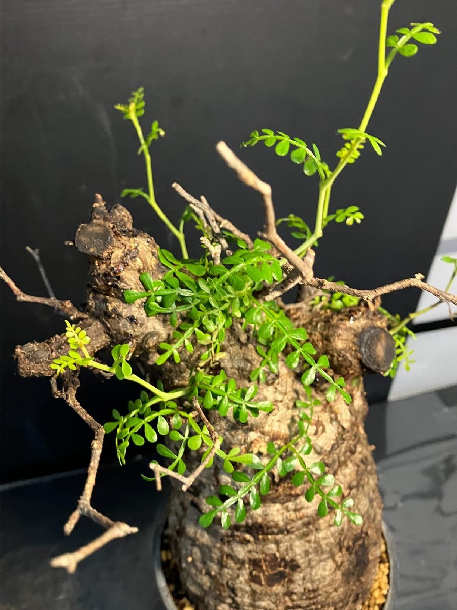 5576 「塊根植物」オペルクリカリア パキプス選抜株 植え【発根確認(rèn)済?Operculicarya pachypus?芽吹き?マダガスカル?丸株】