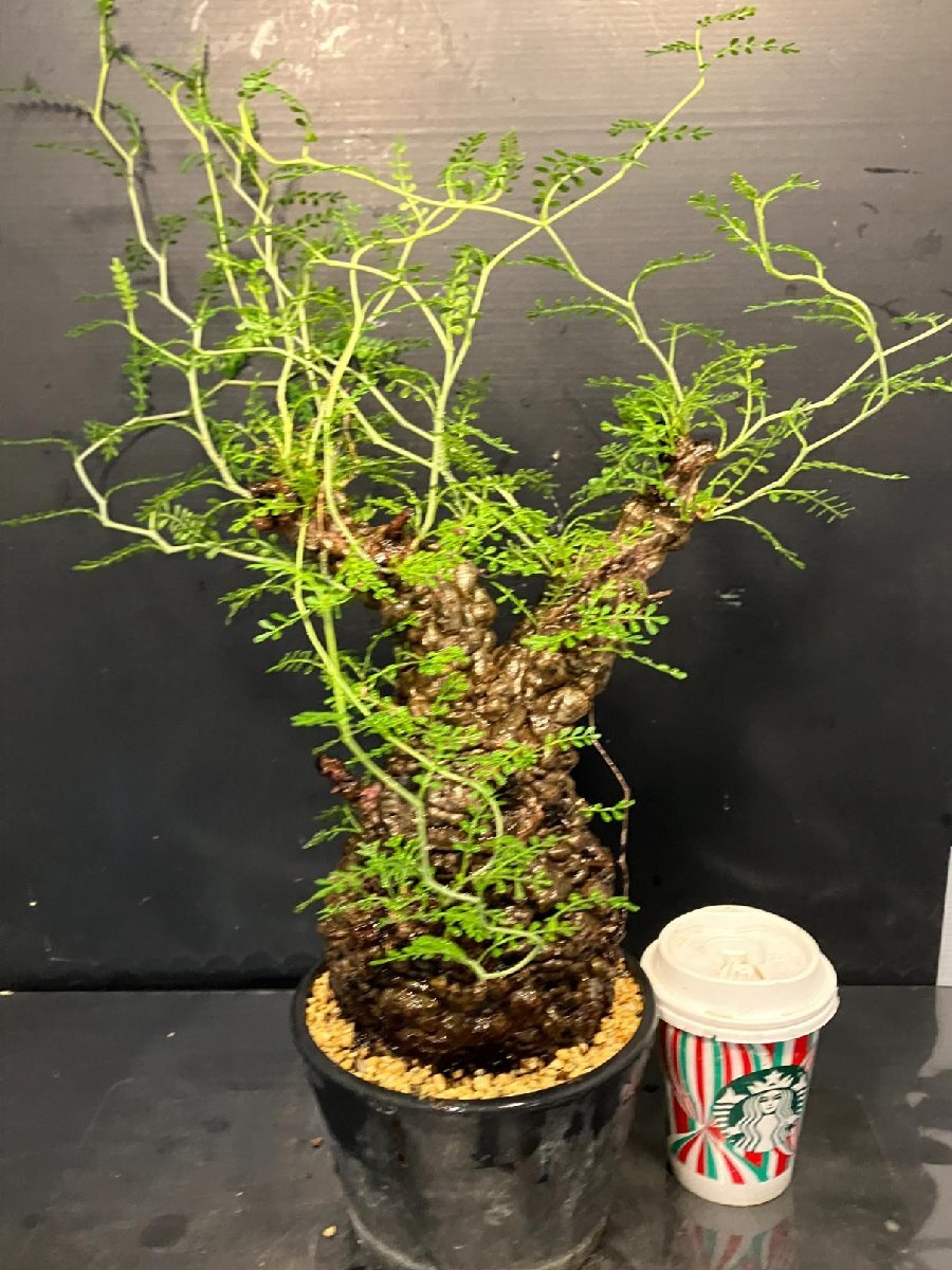 3068 「塊根植物」オペルクリカリア パキプス選抜株 植え【発根未確認?Operculicarya pachypus?芽吹き?マダガスカル?丸株】