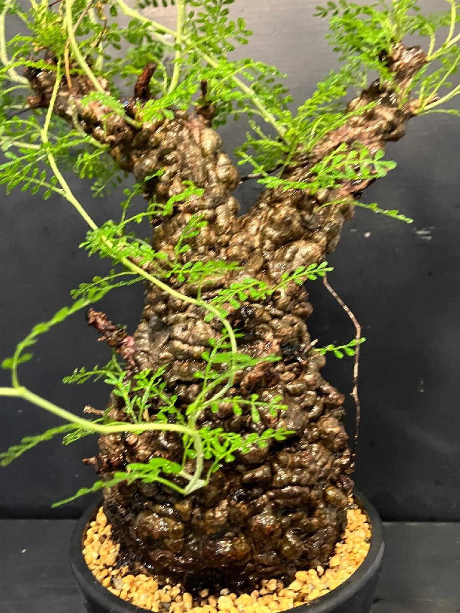 3068 「塊根植物」オペルクリカリア パキプス選抜株 植え【発根未確認?Operculicarya pachypus?芽吹き?マダガスカル?丸株】