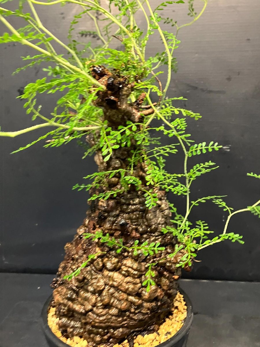 3068 「塊根植物」オペルクリカリア パキプス選抜株 植え【発根未確認?Operculicarya pachypus?芽吹き?マダガスカル?丸株】