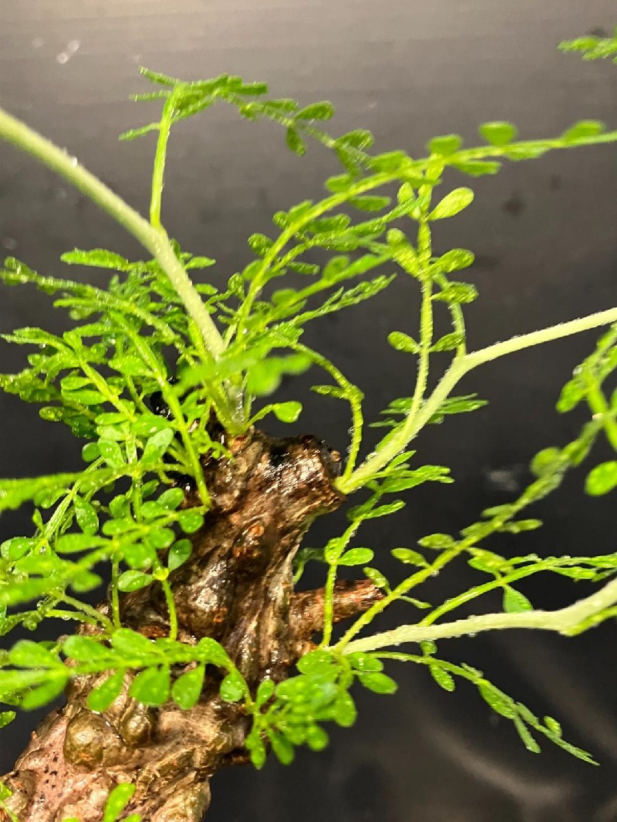 3068 「塊根植物」オペルクリカリア パキプス選抜株 植え【発根未確認?Operculicarya pachypus?芽吹き?マダガスカル?丸株】