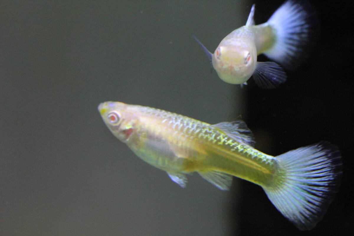 〔Sphinx-38〕 ビッカビカッ!! ☆★ RREA.スーパーフルプラチナ 若魚３ペア＋おまけ ★☆彡 R.SFP-Ⅱ⑥ 本文必読願います_画像10