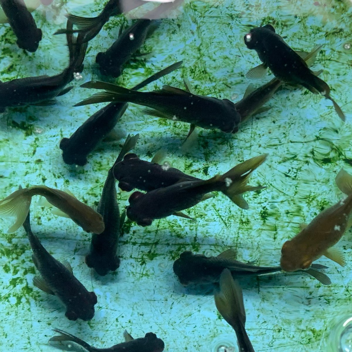 金魚　出目金　無選別　約3-6cm前後　10匹　金魚すくい用　当歳魚　黒出目　※カラー/ 雌雄/品種の指定不可　季節限定商品_画像1