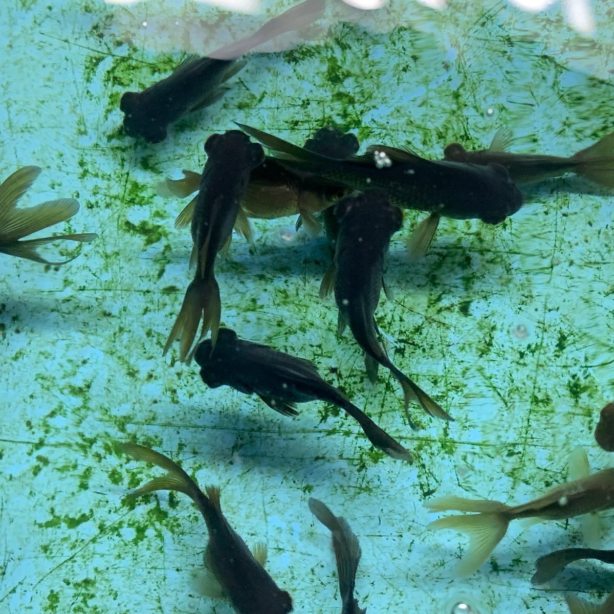 金魚　出目金　無選別　約3-6cm前後　10匹　金魚すくい用　当歳魚　黒出目　※カラー/ 雌雄/品種の指定不可　季節限定商品_画像2