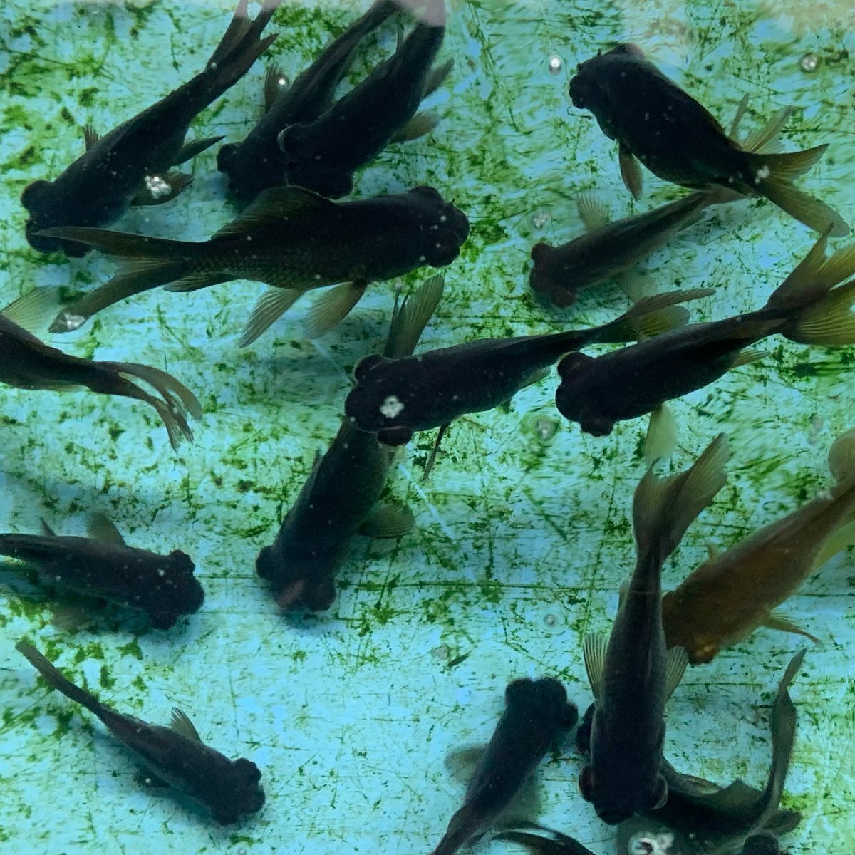 金魚　出目金　無選別　約3-6cm前後　10匹　金魚すくい用　当歳魚　黒出目　※カラー/ 雌雄/品種の指定不可　季節限定商品_画像3