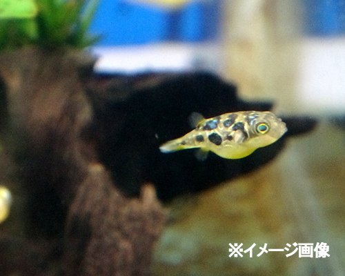 熱帯魚　アベニーパファー　3匹　※雄雌のご指定不可_画像1