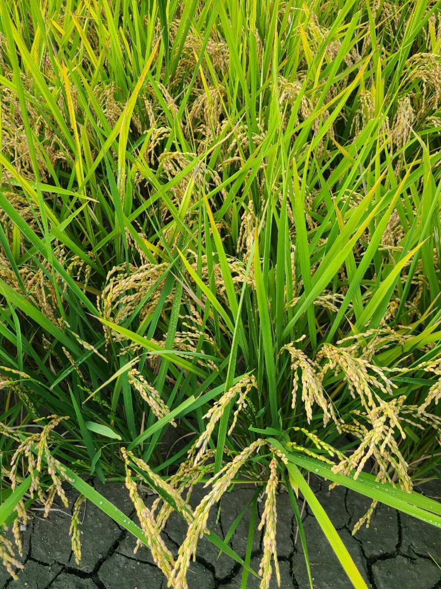 令和7年産。徳島県産。あきさかり。玄米。29キロ。お米。新米。農(nóng)家直送。