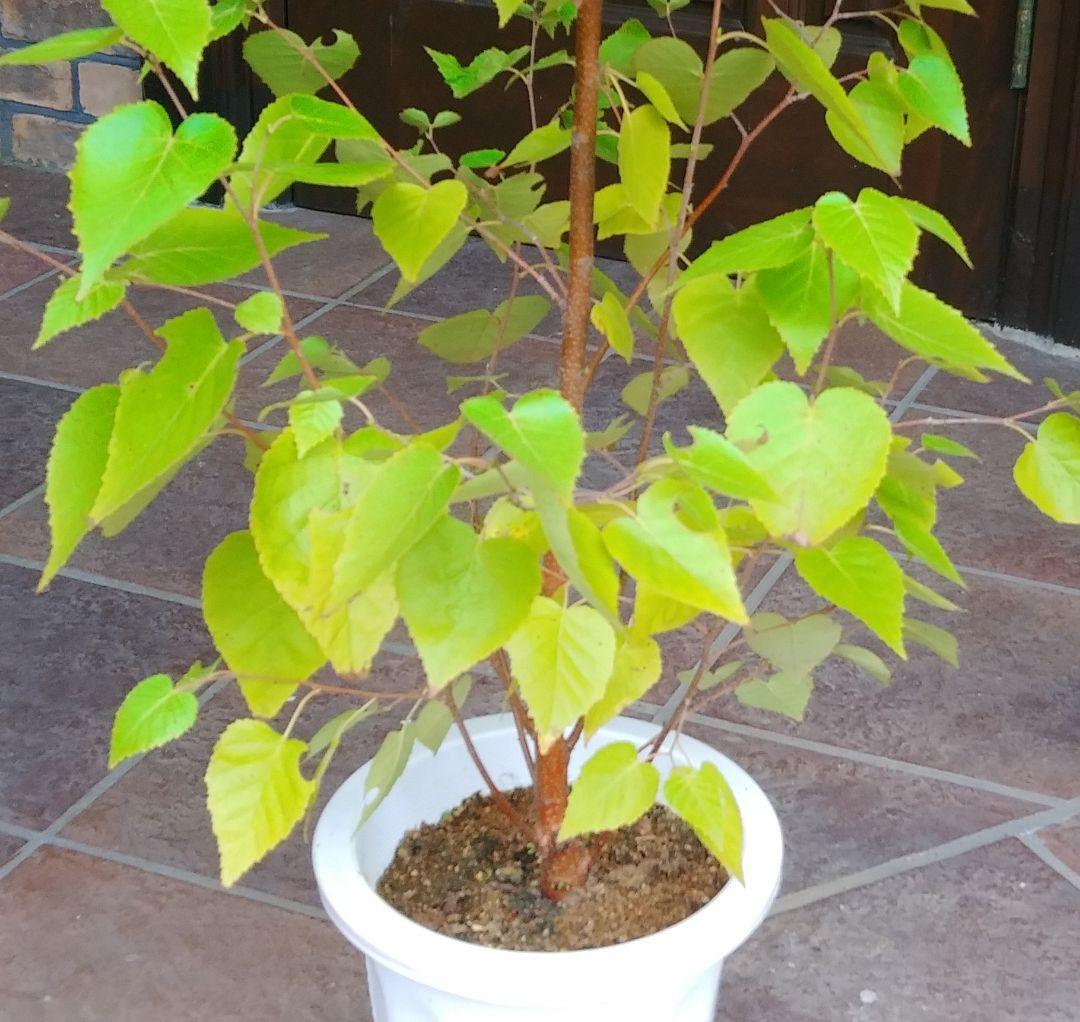 白樺 シラカバ 苗木 日本白樺 140cm❗ 実生 シンボルツリー 整った樹形 白樺 シラカバ 苗木 日本白樺 140cm 実生 シンボルツリー 整った樹形