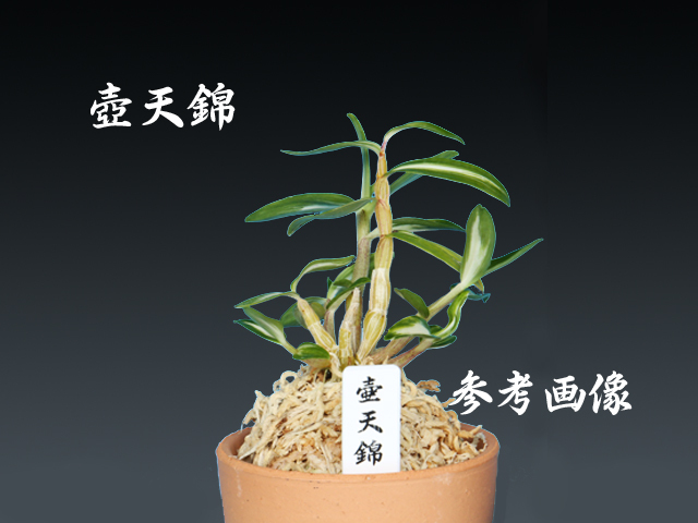 ☆☆セッコク・長生蘭『壷天錦』３本立・静岡・中斑・最優良品☆☆