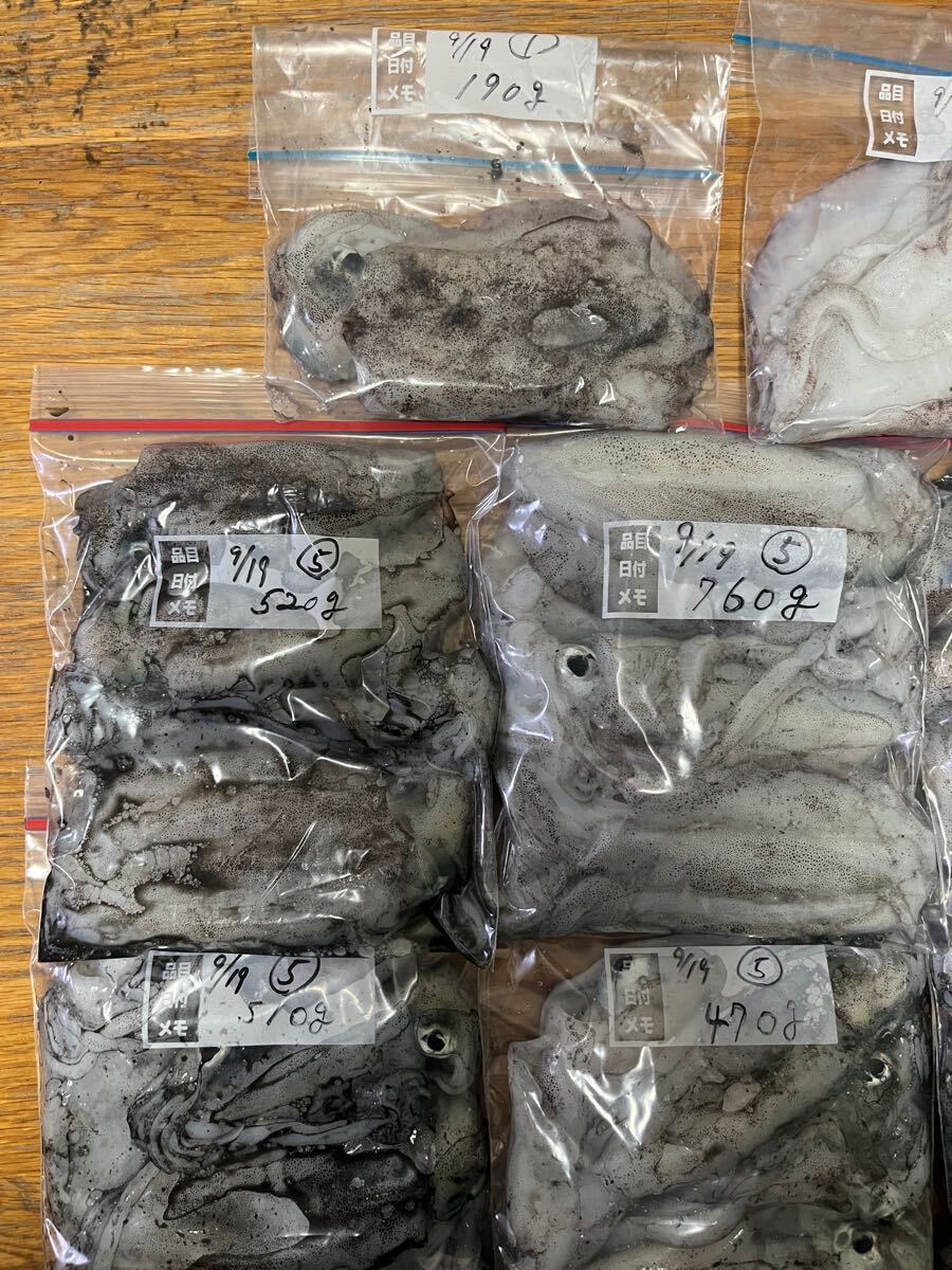 愛媛県産 天然 アオリイカ 9/19釣り上げ 鮮度抜群 冷凍 32杯 約3.9kg 食べ頃サイズ 胴長約10?17cm 検(コウイカ スルメイカ エギング