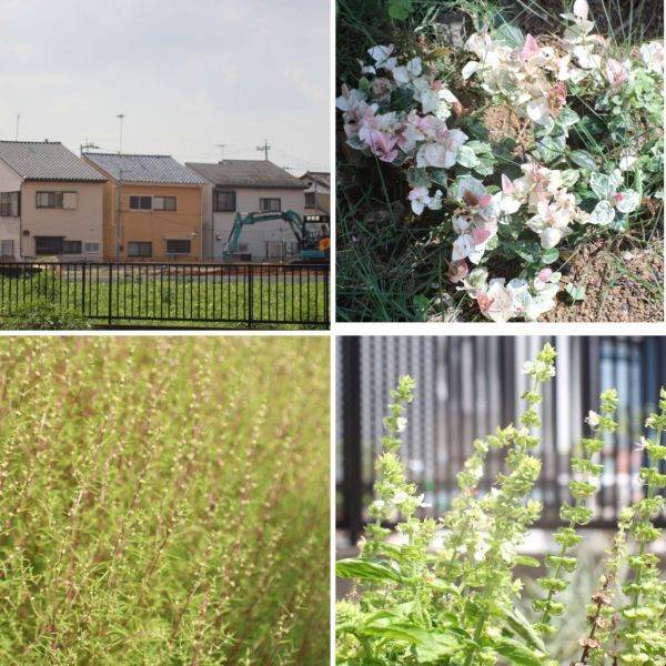 MINOLTA MC Rokkor-PG 1:1.4 50mm 整備済