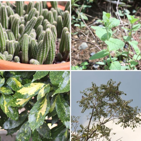 MINOLTA MC Rokkor-PG 1:1.4 50mm 整備済