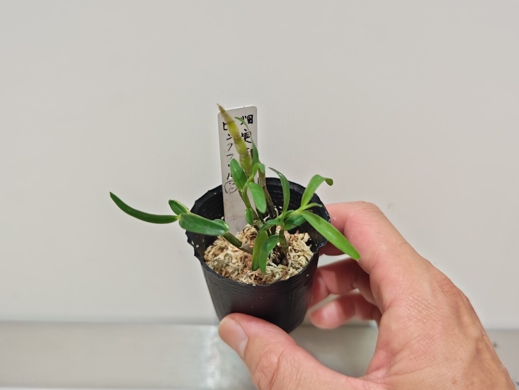 【セッコク・ピンクフリル花】 ラン科 デンドロビウム 古典園芸植物 Dendrobium _画像1