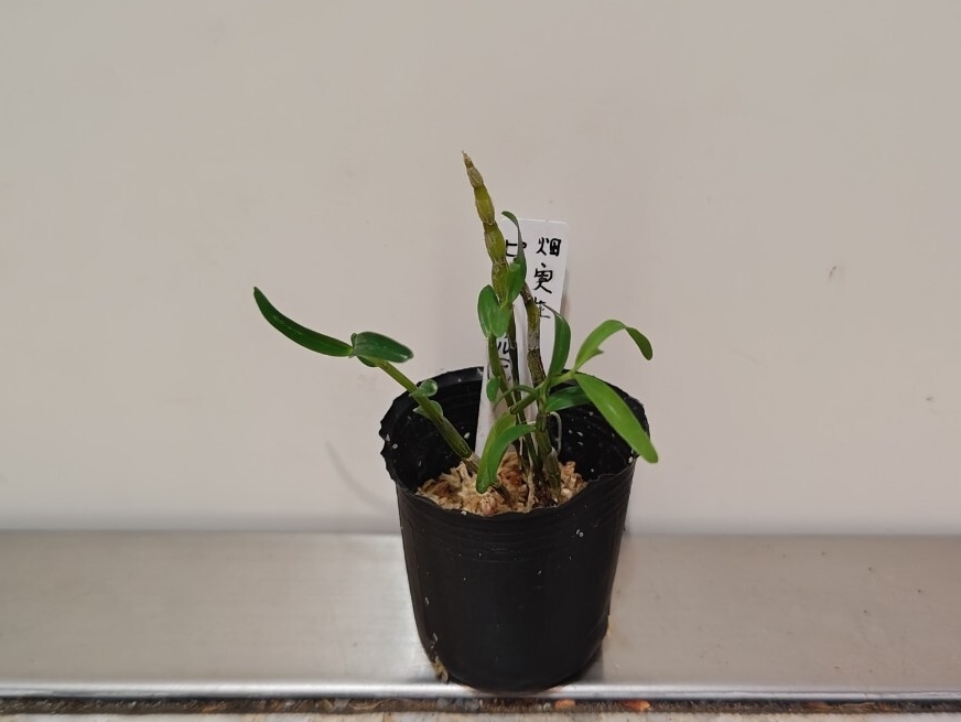 【セッコク・ピンクフリル花】 ラン科 デンドロビウム 古典園芸植物 Dendrobium _画像3