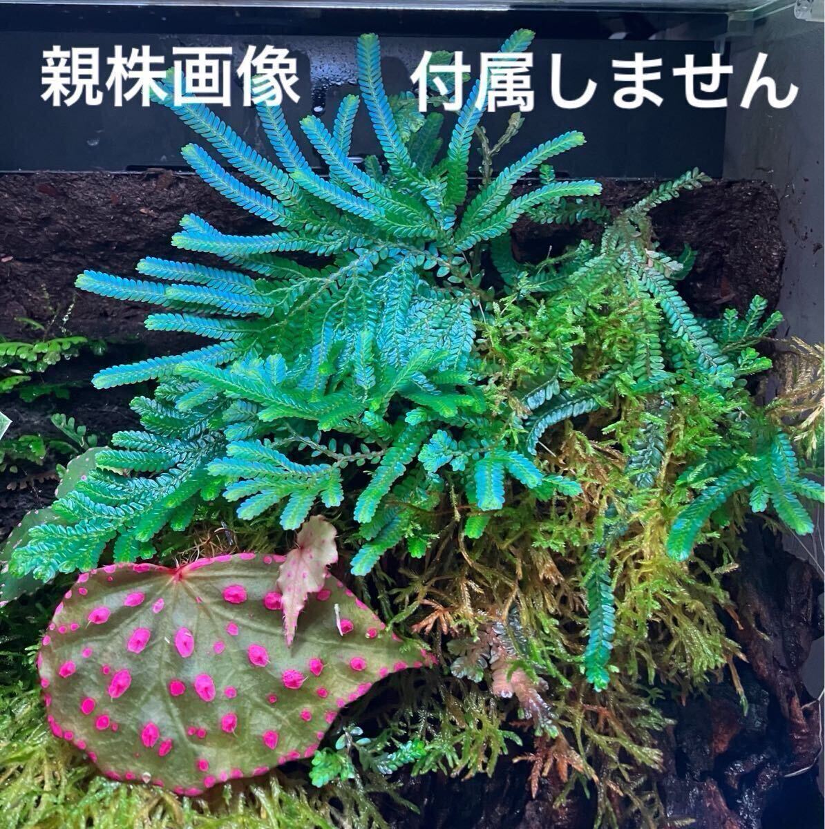 【青光りシダ】Selaginella willdenowii from Pahang