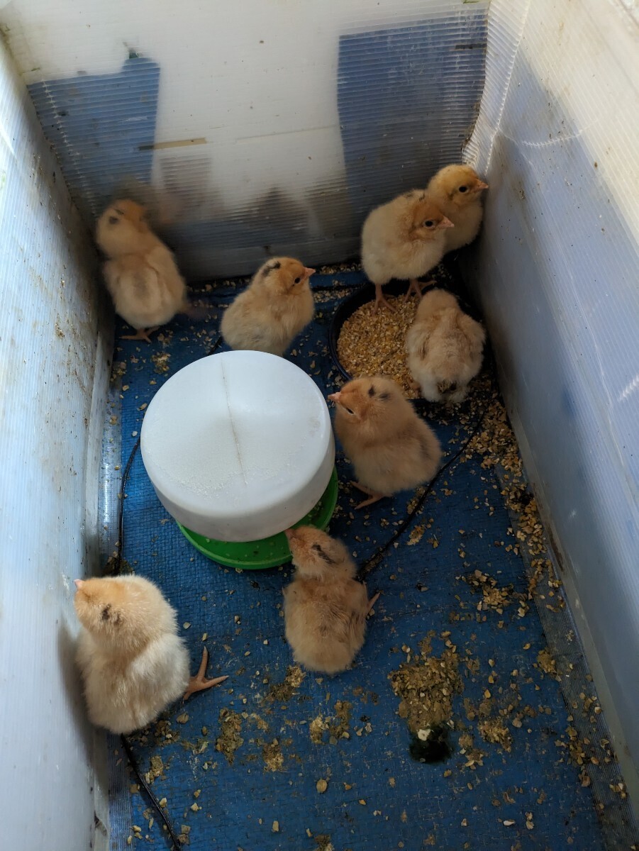 (食用)名古屋コーチン保存會(huì)系種鶏　有精卵５個(gè)＋１個(gè)の出品です。