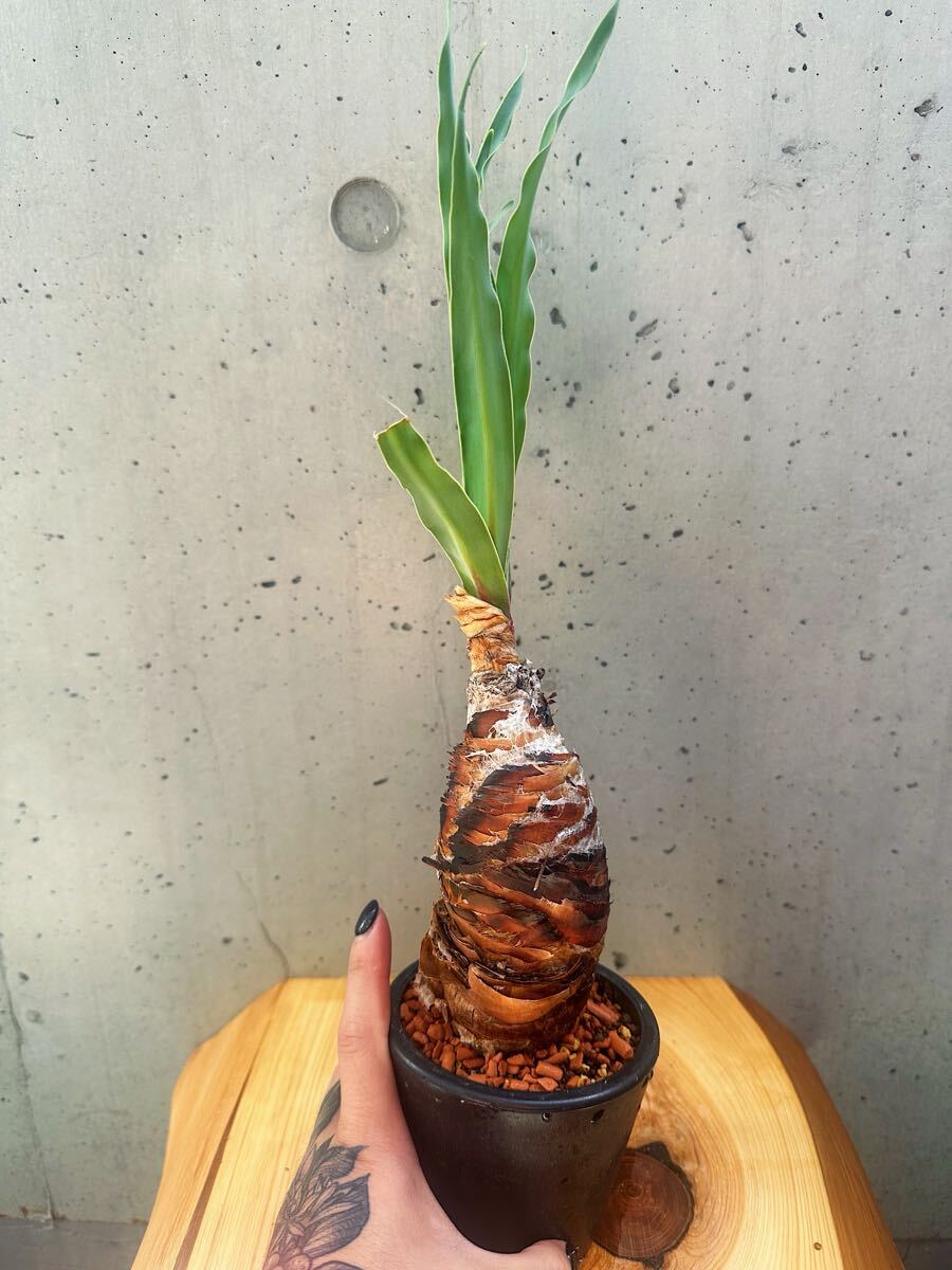 Boophane disticha ブーファン?ディスティチヤ塊根植物コーデックス ユーフォルビアサボテン 冬型多肉植物 パキポディウム