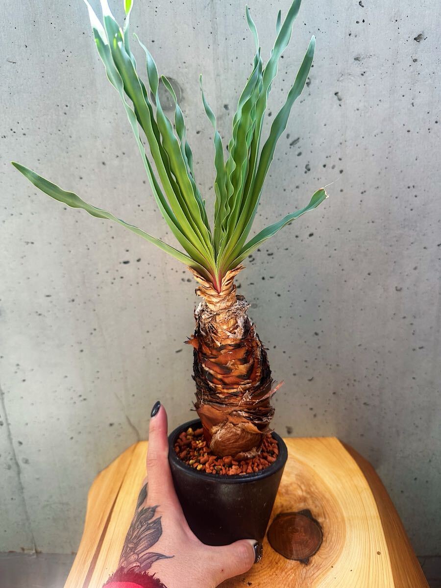 Boophane disticha ブーファン?ディスティチヤ塊根植物コーデックス ユーフォルビアサボテン 冬型多肉植物 パキポディウム