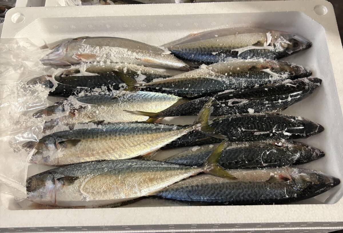 さば　サバ　鯖　２箱約６Ｋｇ　クエ　釣えさ_画像2