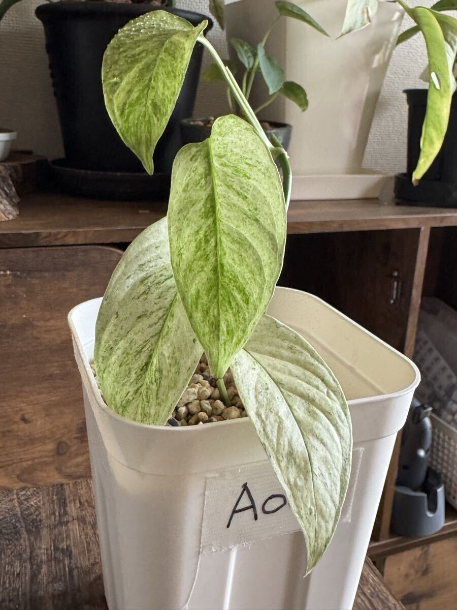 Monstera full mint モンステラフルミント 希少 成長早 美しい