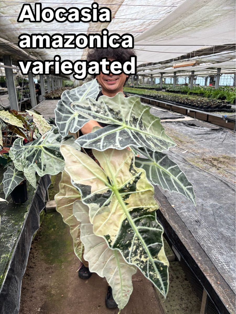 UJ Alocasia amazonica variegata アロカシア アマゾニカ 斑入