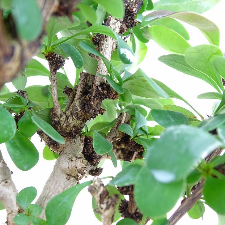 盆栽 目木 樹高 約14cm めぎ Berberis thunbergii メギ メギ科 落葉樹 観賞用 小品 現品_画像7