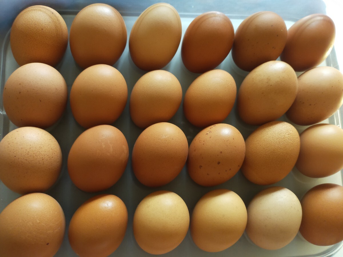 希少　オランダ産　黒鶏　 ネラの有精卵　8個　割保証込