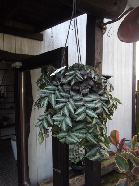 ペリオニア?レペンス 吊り　Pellionia repens?。堤枼抓殂\　ハナビソウ　寫真同等品