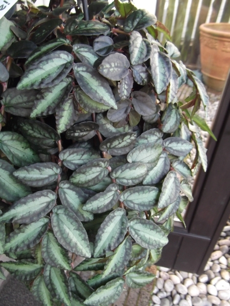 ペリオニア?レペンス 吊り　Pellionia repens?。堤枼抓殂\　ハナビソウ　寫真同等品