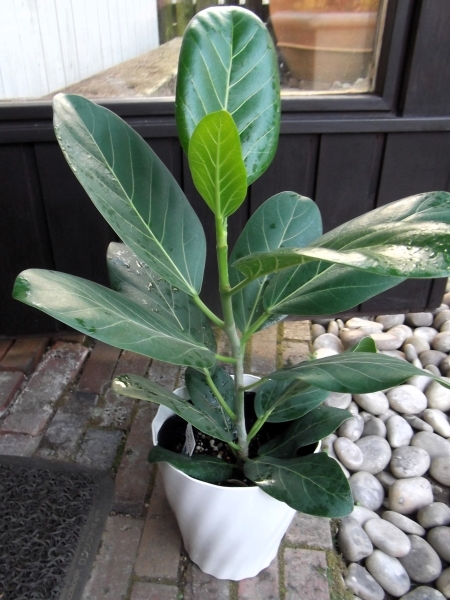 フィカス?ベンガレンシス　Ficus benghalensis　５號プラ鉢　ベンガルゴム　寫真の現(xiàn)物です
