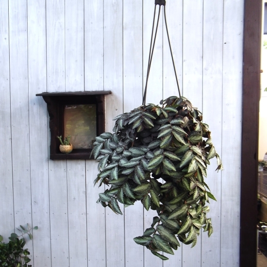 ペリオニア?レペンス 吊り　Pellionia repens?。堤枼抓殂\　ハナビソウ　寫真同等品