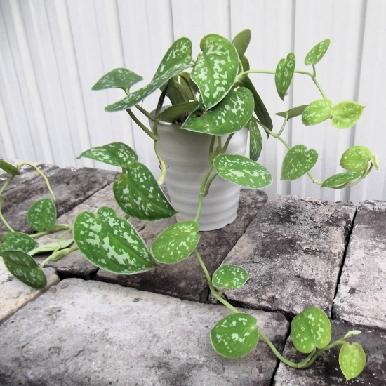 スキンダプサス?ピクタス?アルギレウス　Scindapsus pictus Argyraeus　４號プラ鉢　寫真の現(xiàn)物です