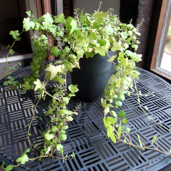 ヘデラ?ダックフット　Hedera helix Duck Foot?。堤?hào)プラ鉢　寫真の現(xiàn)物です