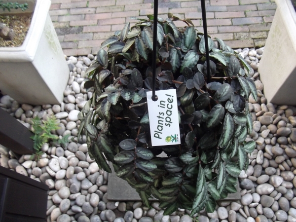 ペリオニア?レペンス 吊り　Pellionia repens?。堤枼抓殂\　ハナビソウ　寫真同等品