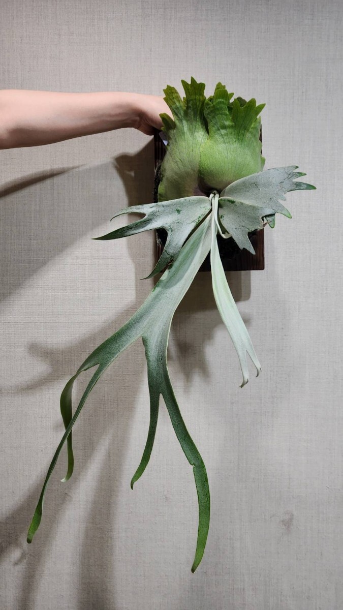 P.Willinckii 月光爪哇 OC 子株 ウィリンキー ビカクシダ ウィリンキー 月光 (月光爪哇) OC 子株 willinckii P