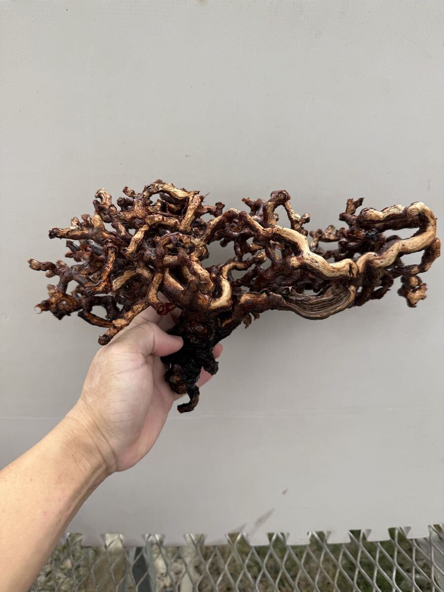 ペラルゴニウム ミラビレ ⑦ コーデックス 塊根植物 パキプス