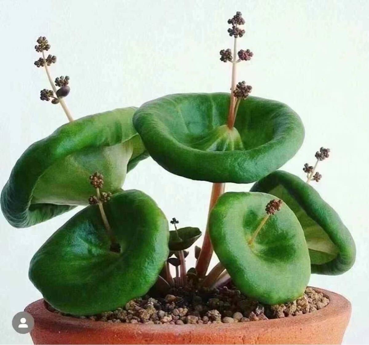 特選 多肉植物 Crassula umbella ‘Wine Cup’,厳選美株 一点もの