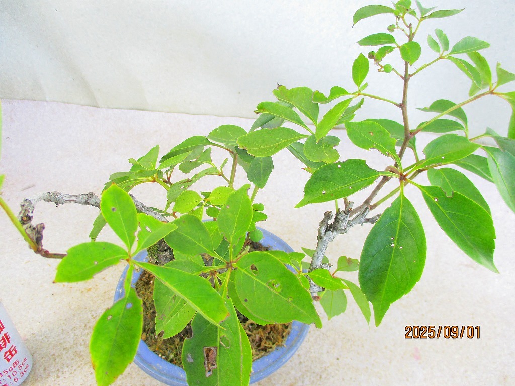 [野風盆栽流通]高麗蔦(9116均釉丸鉢)全高：40㎝※同梱包は「まとめて取引」手続厳守※100サイズ＊送料明記_画像9