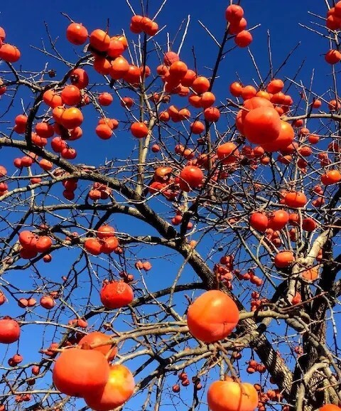 早摘み甘柿２０個(gè)＋マリーゴールド花種＋選べる粗品＋匿名送料無(wú)料です。＼(^o^)／