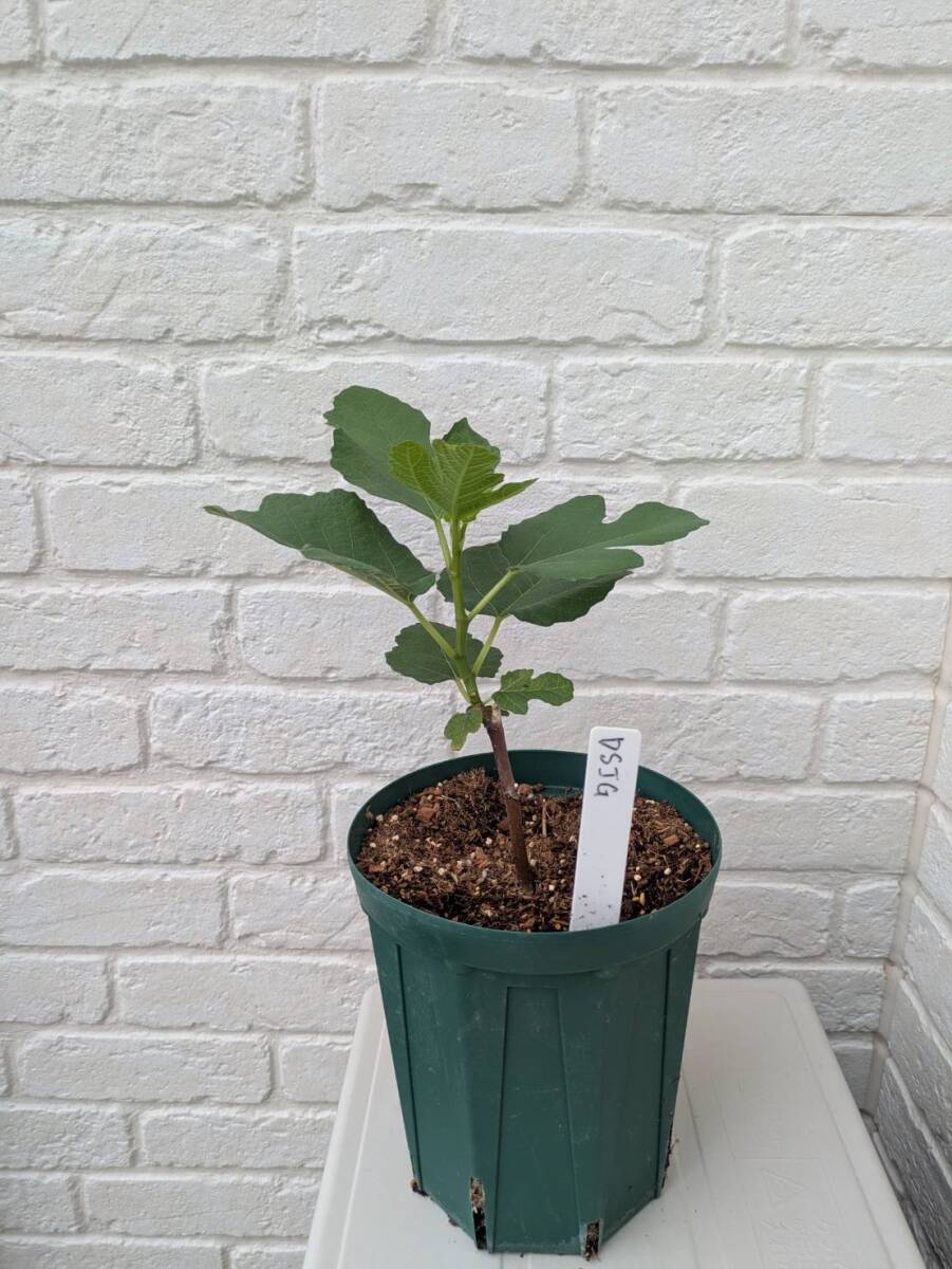 【イチジク苗木】デル・セン・ジャウメ・グラン（Del Sen Jaume Gran）希少品種。海外のイチジクマニアにかなり人気。根しっかり生えてます