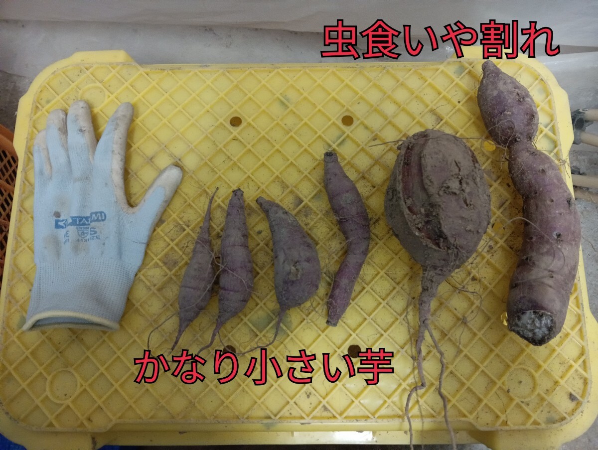 訳あり紅はるか10k 　小さいのから大きいのまで