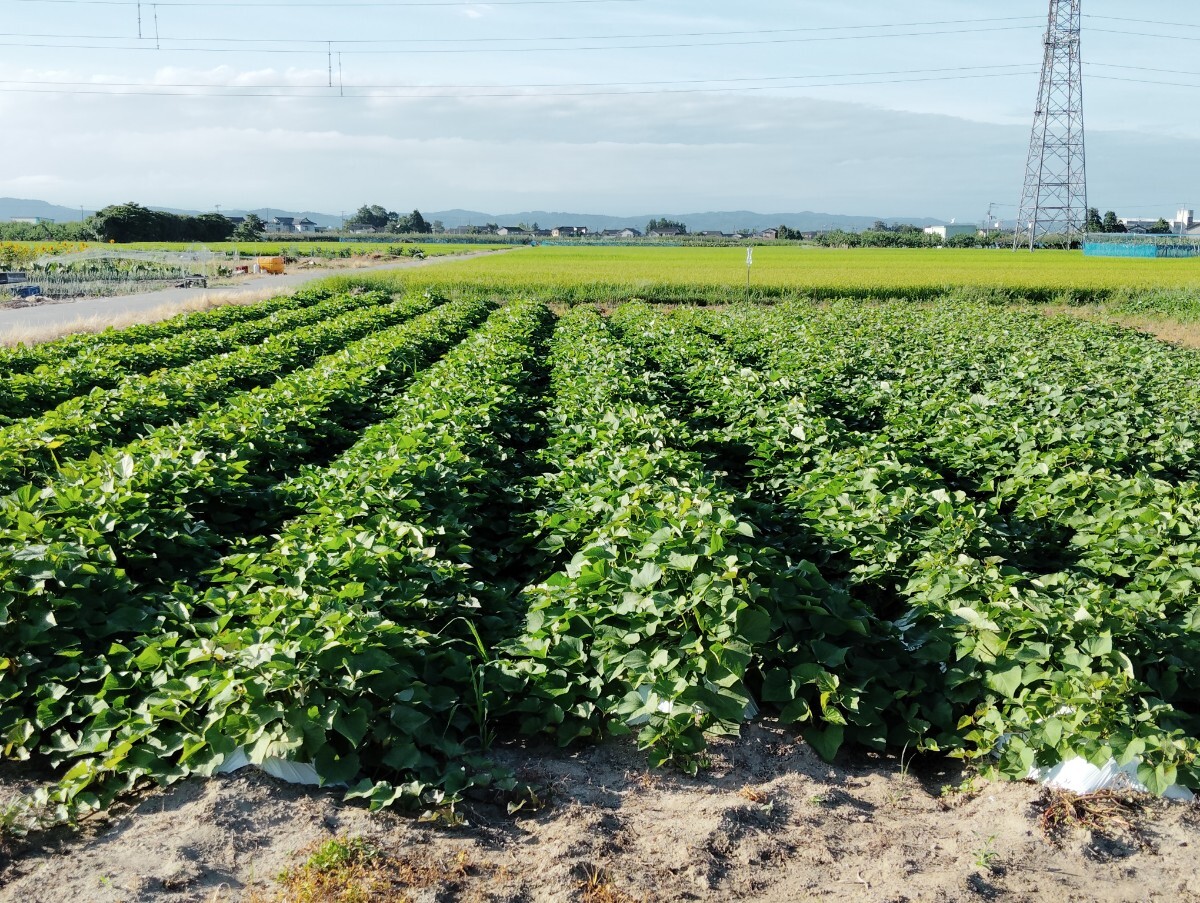 訳あり紅はるか10k 　小さいのから大きいのまで