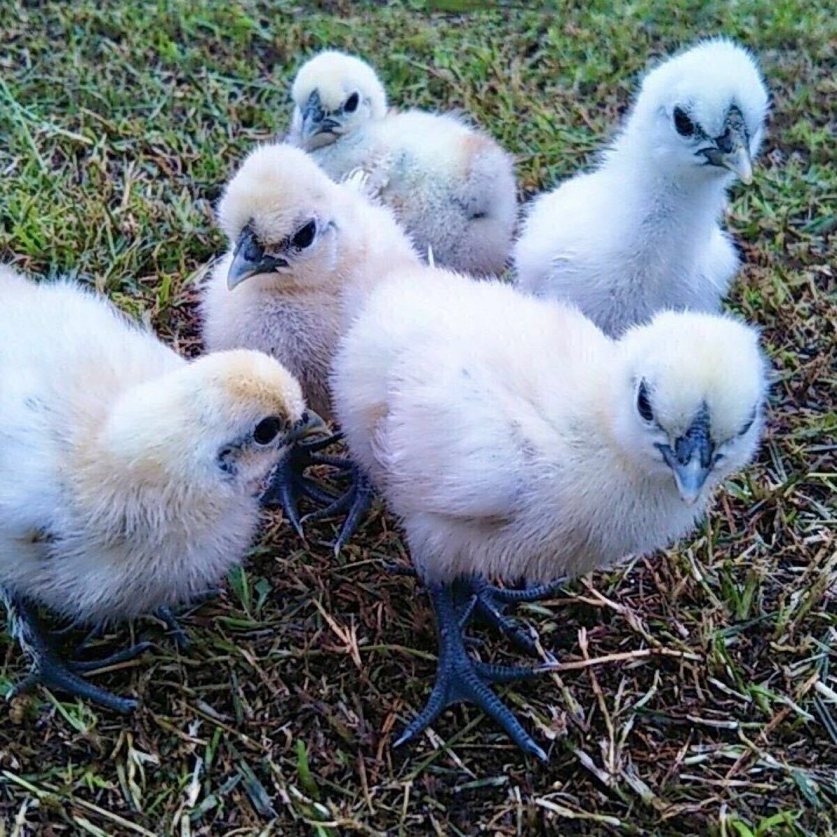 多産系烏骨鶏の卵　烏骨鶏　放し飼い 平飼い卵（食用、洗浄済）TKG 濃厚卵かけご飯 送料無料　10個セット